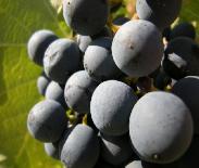 Grapes