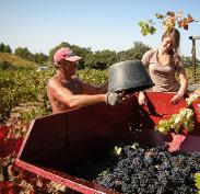 Harvest
